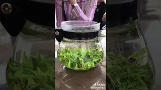 Blühender Tee wie Gras - Teeblumen
