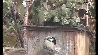Blue tits have a lazy time, before feeding the chicks.