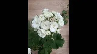 ЮГ-Госпожа Метелица