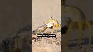 The life of turtles 🐢
