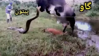 حمله مار پیتون به گاو و گوساله اش