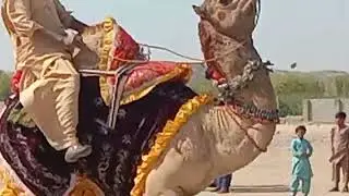 Camel male raining dance 🐪 raining romance desert