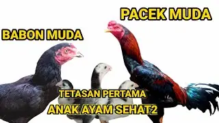 HASIL TETASAN PERTAMA  BABON MUDA DAN PACEK MUDA BERTERNAK AYAM BANGKOK PEMULA