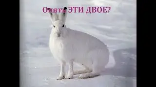 ОХОТА НА ЗАЙЦА! КЛАССИКА! ВЫГНАЛ ЗАЙЦА НА ДЕДА!