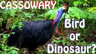 🐦 Tracking the CASSOWARY in Australia. is it a BIRD or a DNOSAUR? 🐦