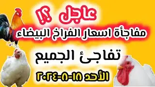أسعار الفراخ البيضاء اليوم سعر الفراخ البيضاء اليوم الأحد ١٨-٨-٢٠٢٤ بورصة الدواجن