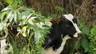 Natural video galaxy note 9
