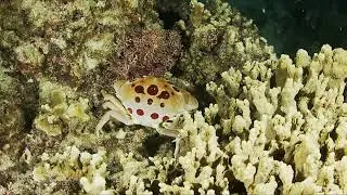 Sunday Night Dive Club North Point to Emon 10 December, 2023