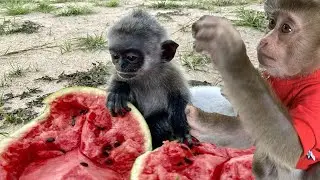 Mio vs lady eating fruit Lotus watermelon mio loving eat fruit fruit eating asmr vs lady