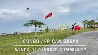 Flocking Congo African Greys at WOPC