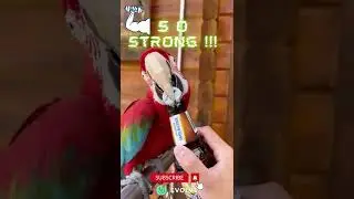 New Way For Bottle Opening🤣|Smart Bird | Smart Parrot |#savebirds #birds #parrot #shorts #viral