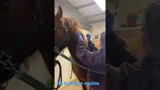 Equine IM