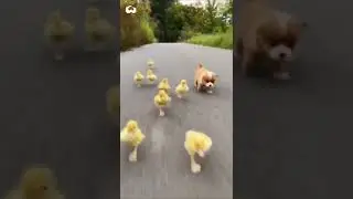 cute #puppy and #ducks