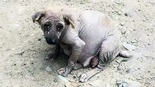 She starved for many days, was sick, went bald, but still saved her babies!
