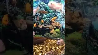 Как в океанариуме