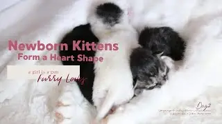 Newborn Kittens Form a Heart Shape