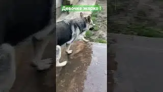 ВЕО девочке жарко и она улеглась на мокрый бетон 