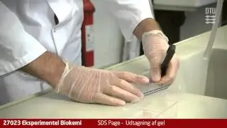 Video 10: SDS Page - Udtagning af gel !