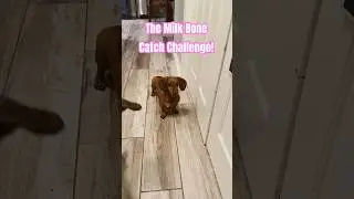 Dachshund and the Milk Bone Catch challenge!!! #Shorts.#dogtricks