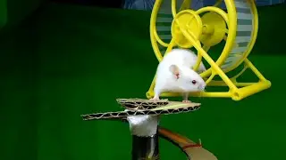 Hamster_putih_beraksi_dari_atas