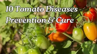 10 Tomato Diseases You Must Know—How to Prevent & Cure Them Fast!