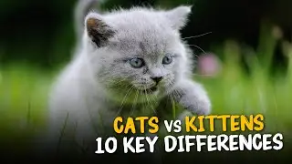 CATS vs. KITTENS: 10 Key Differences | Must Watch This Video Before Adopting One #cats  #kittens