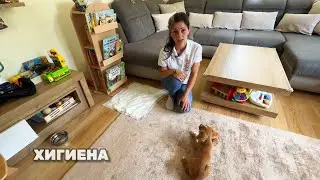 Академия за Обучение на Кучета с д-р Симеон Маджаров