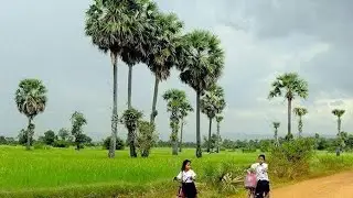នឹកស្រុកស្រែ នឹកជីវិតកាលពីកុមារភាព😥😥😥| សម្លេងខ្លុយ- ភ្លេងកំសត់