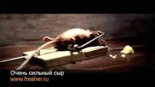 Очень сильный сыр
