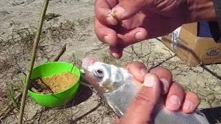 УЧИМСЯ ЛОВИТЬ ЛЕЩА