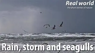 Rain, storm and seagulls. Abrupt change of the autumn weather on the Baltic Sea.