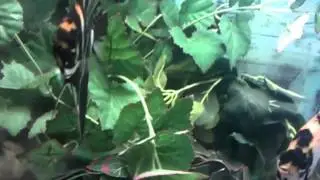 Angelfish Wigglers.3gp