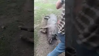 шмалимо кабана того що льоха)