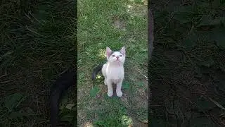 Котик уехал в новую семью, малыш пусть у тебя все будет хорошо #тикток #kitten #котики #котик