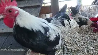 water cooler chicken clatch