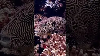 amazing fish 😳#shorts #viralshorts #fish #fishing #fishingvideo #fishcutting #tiktok