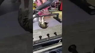 Тик Ток:Кот в тренажерном зале 😅😅