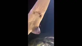 Baltimore BIGGEST shark at the AQUARIUM (LIKE,COMMENT,SUBSCRIBE)