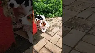 Щенята подрастают