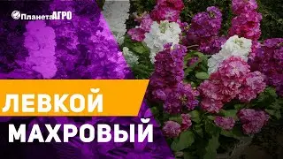 💎 Семена цветов Левкой махровый 🌿 Выращивания цветов с Планета Агро
