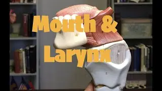 Mouth & Larynx