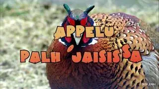 TAPPELU PALHOJAISISSA