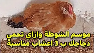 موسم شوطة الشتاء  بتيجي منين لفراخك إزاى تبعدها عن دجاجك النيوكاسل العصبي والمعوي  ب3 اعشاب مجربة