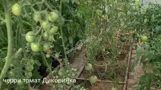 Черри томат 