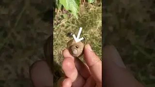 Куда пропадают улитки из своих раковин?