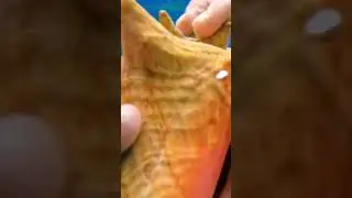 Cozumel conch shell! #viral #conch #shell #shells #fishing #fish #crab