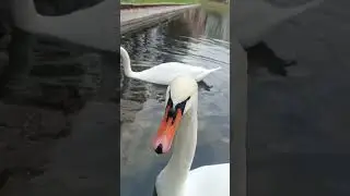 Лебедь - Кусака!