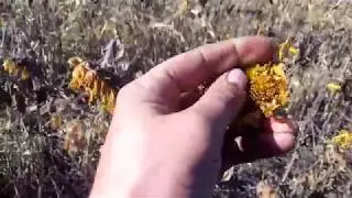 вегетацію покривних культур зупинено 07.10.18