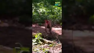 The thieves​ steal the baby but mother doesn't know 😢💔.