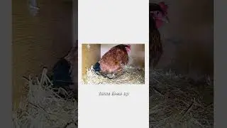 Warm Eggs...